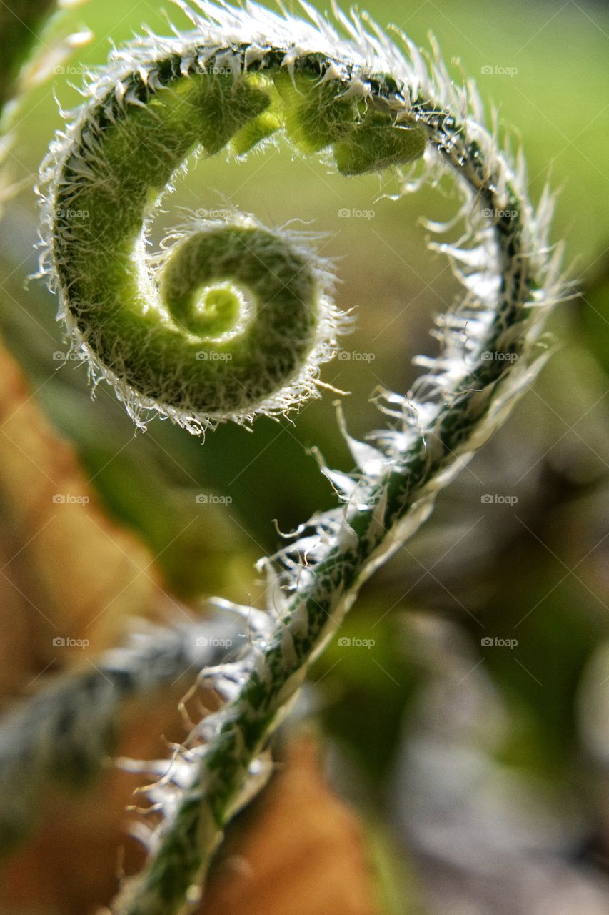 Close-up of a green tendril