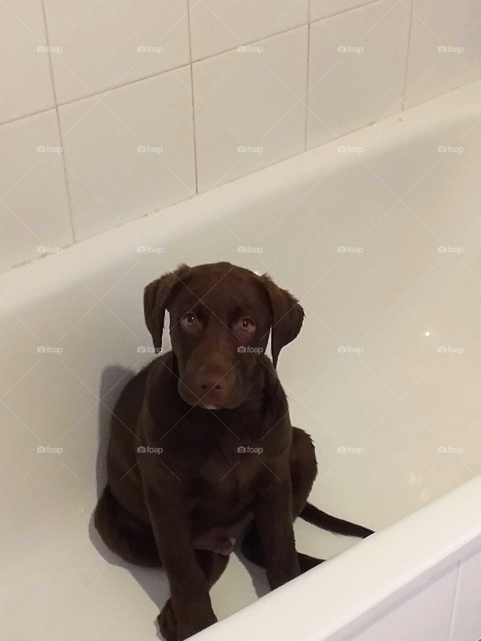 Labrador#dog#pet#canine#cute#wash#puppy