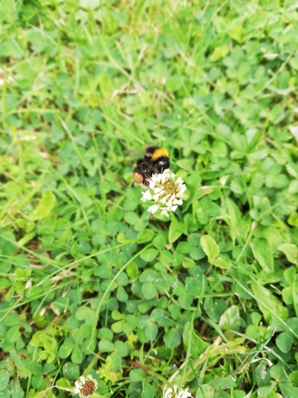 bee