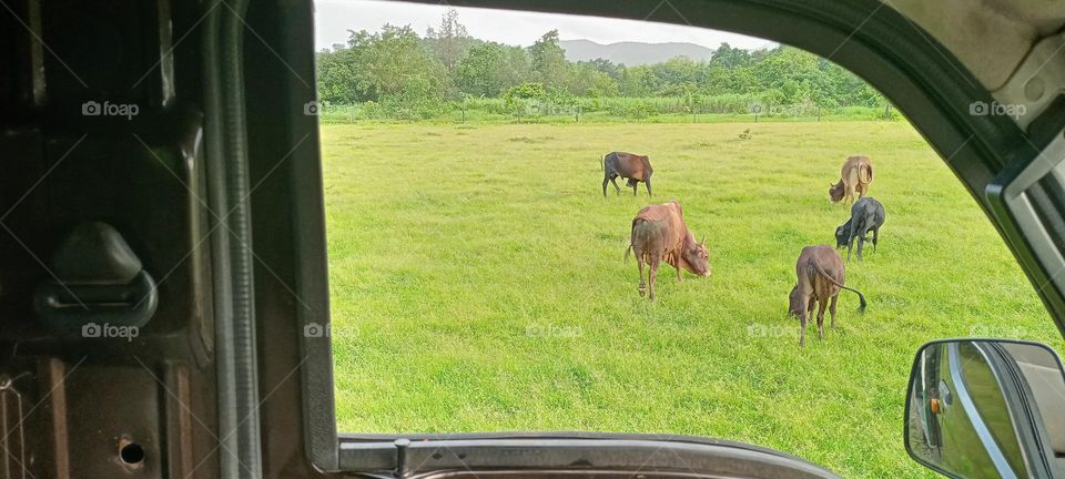 Beautiful view of farm under the vehicle window cows eating gras multicolour cows nice green background with beautiful village nature view