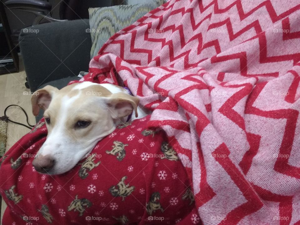 Dog snuggled up to man in pajamas and covered with blanket.