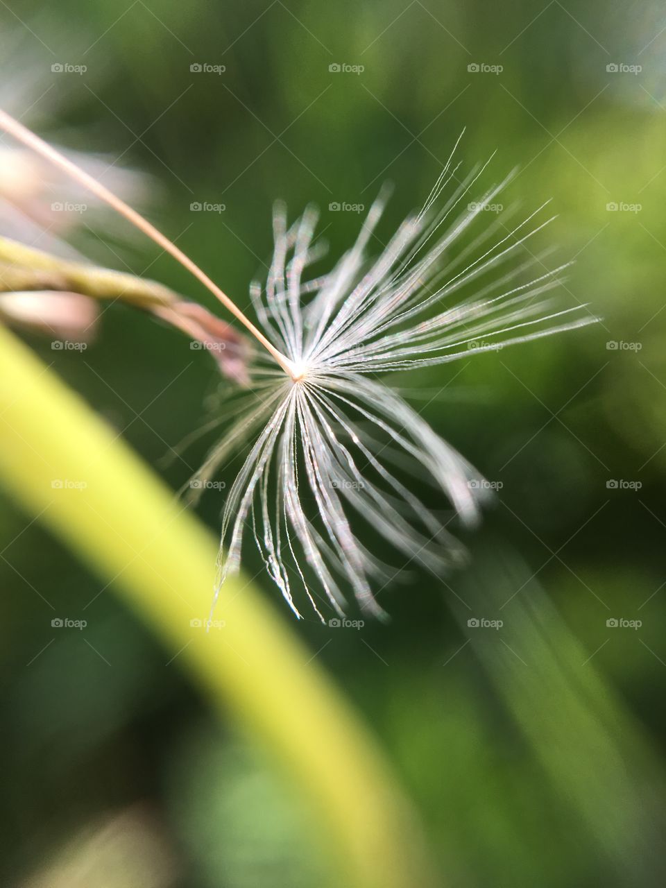 Nature, Flora, Leaf, No Person, Summer