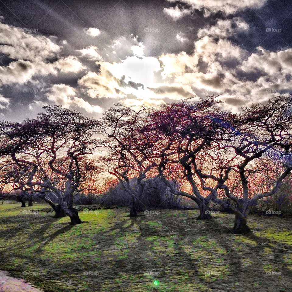 Surreal treees