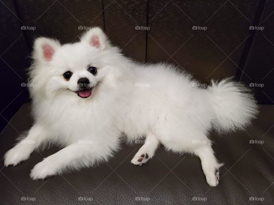 white dog