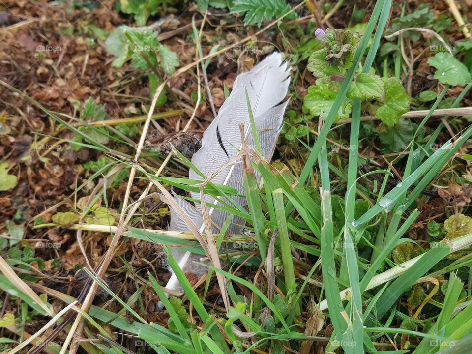 A feather is a thick and elongated keratin structure consisting of a shaft that is highly branched and formed in the skin of modern birds.