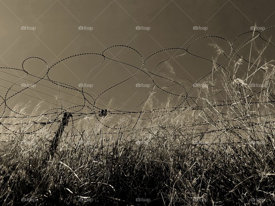 Barbed wire