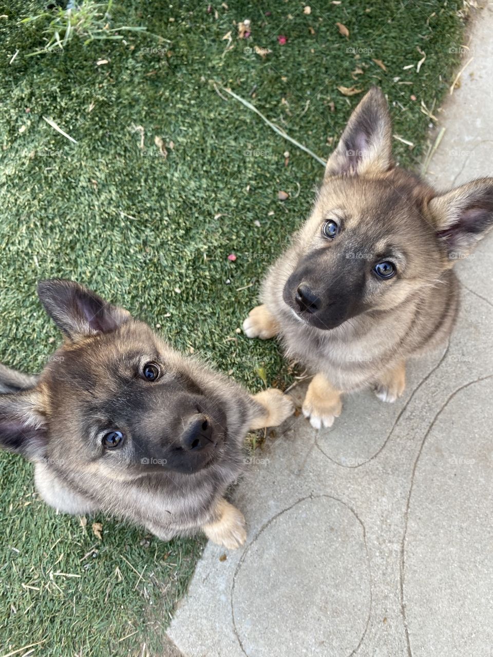 2 puppies 