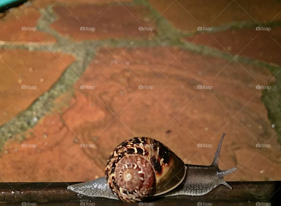 Snail at night