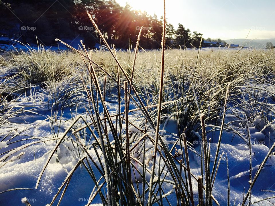 Winter walk