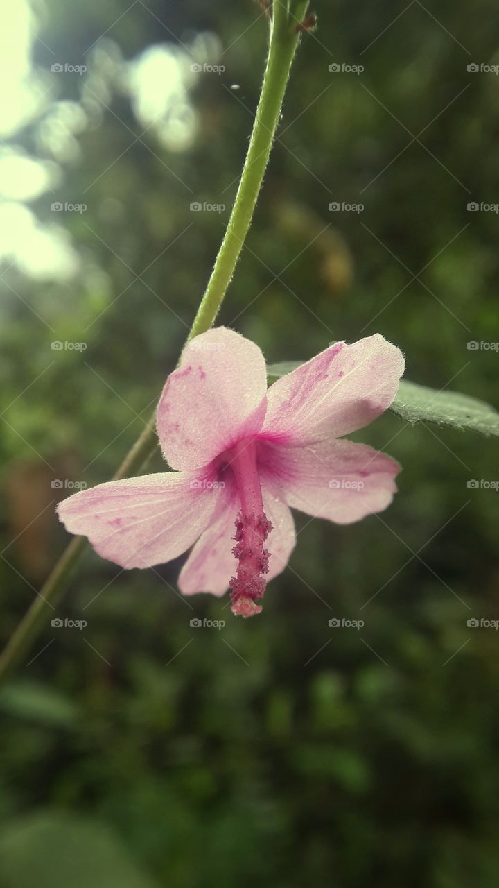 pink flower