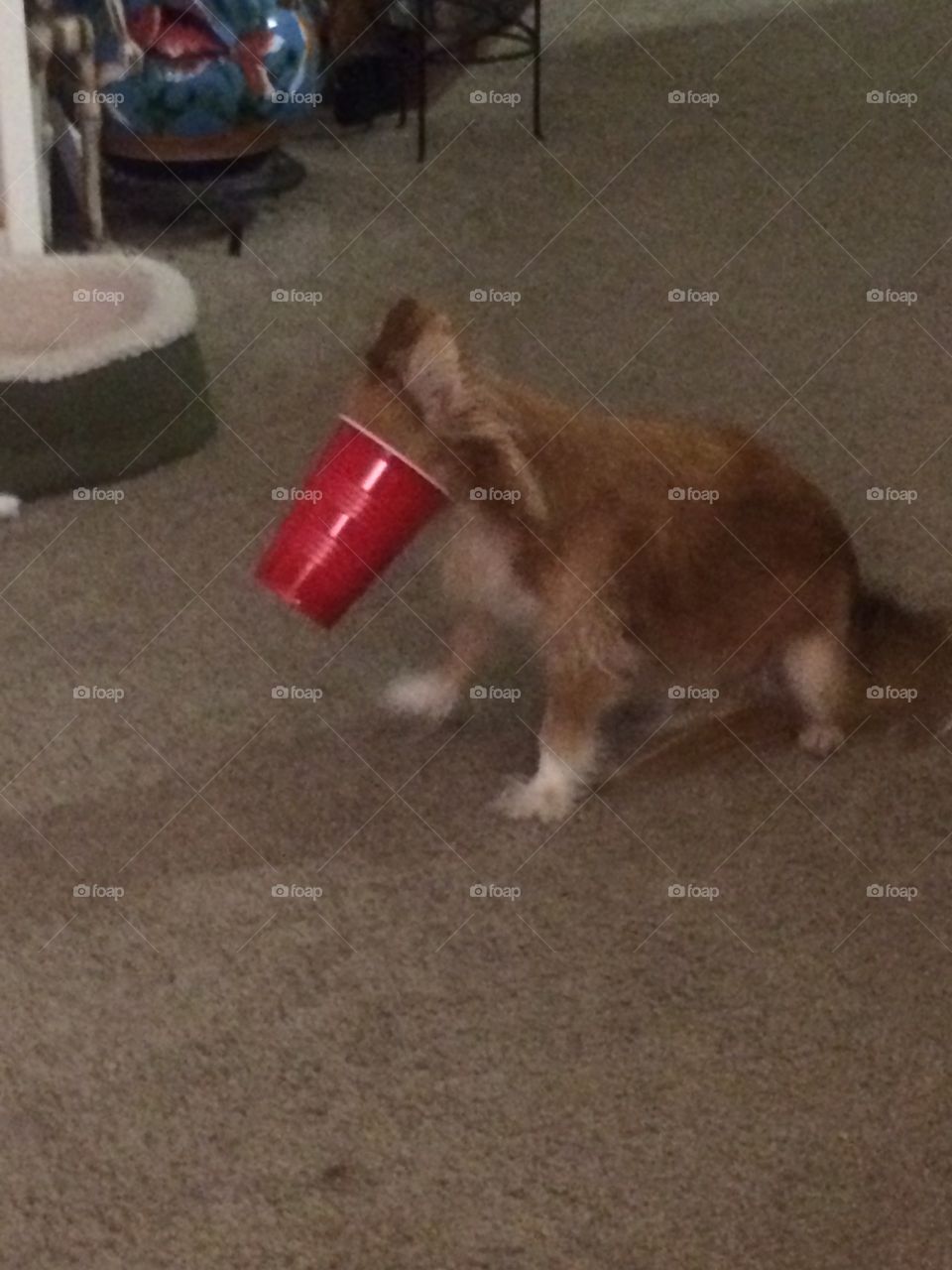 Dog stuck in cup