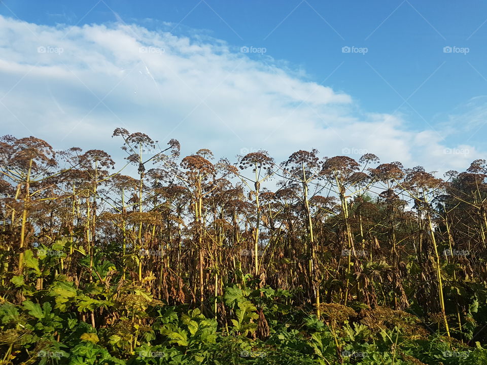 Summer plants 