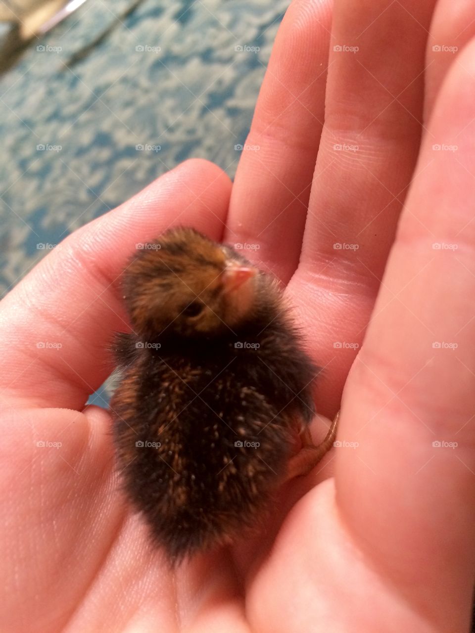 Day old king quail chick posing for the camera is so fluffy, cute and adorably tiny!