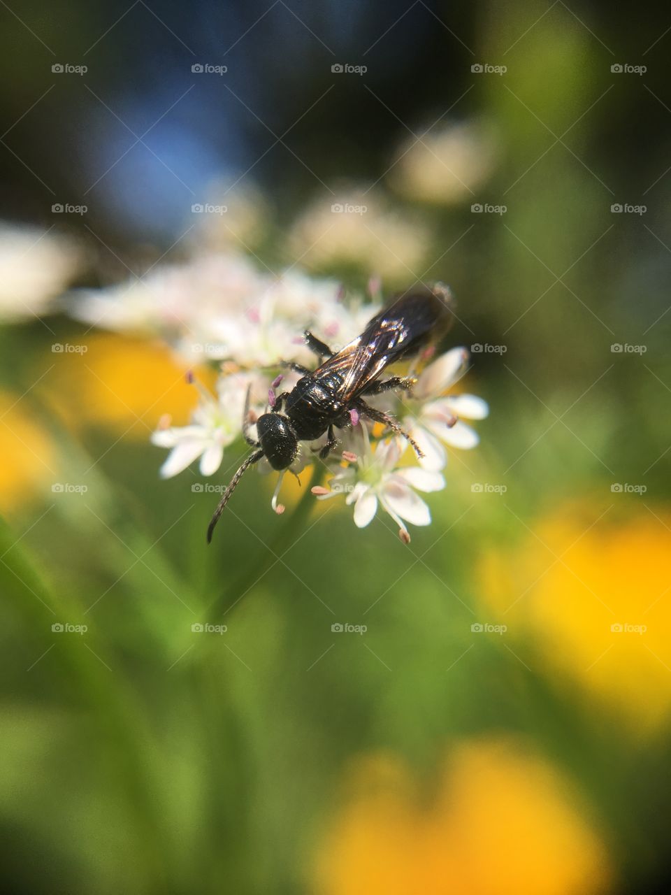 Insect on flower