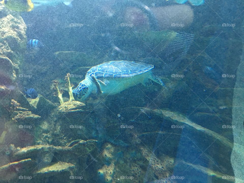 Aquarium  fish