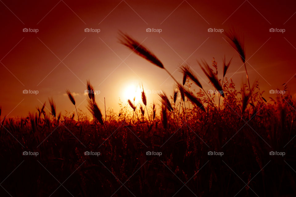 Wheat field at sunset