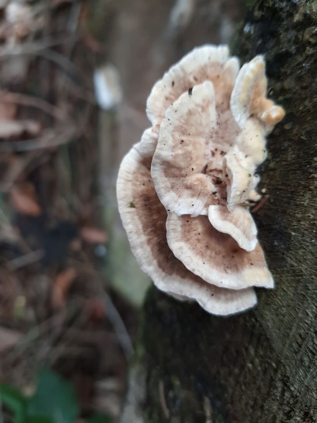 Pilze am Baumstamm