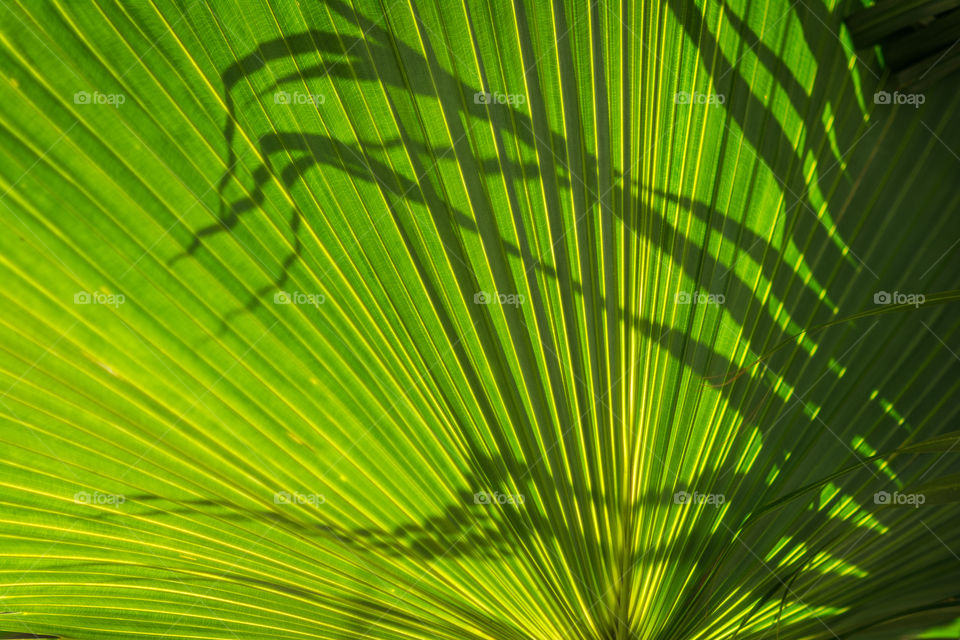 Palm Shadow 