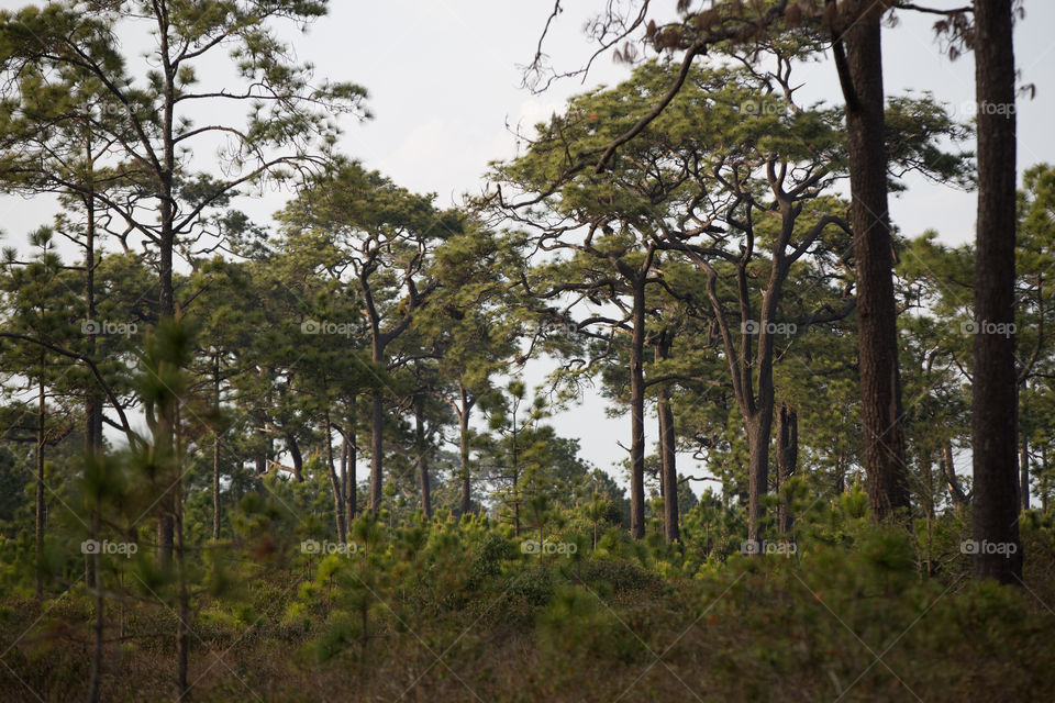 Pine tree in the forest 