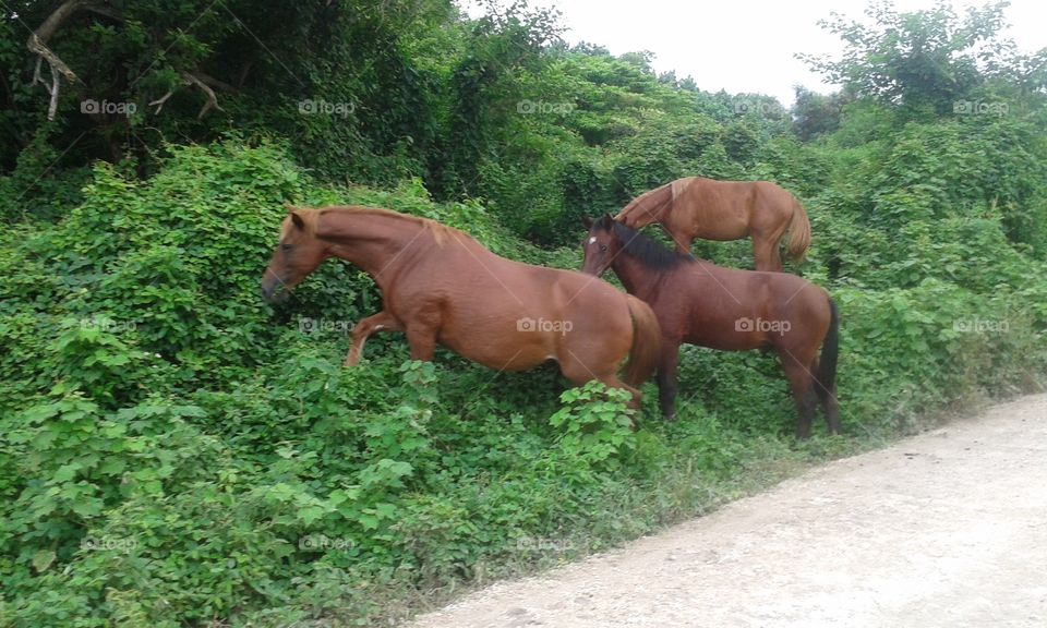 wild horses. wild horses on tanna, Vanuatu