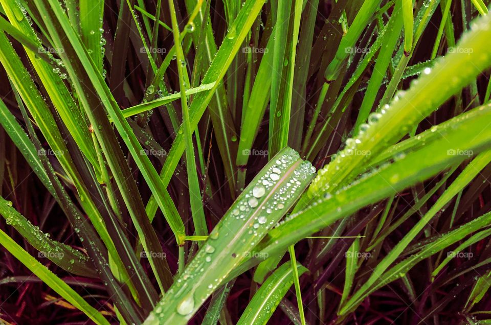 Green grass with raindrops 