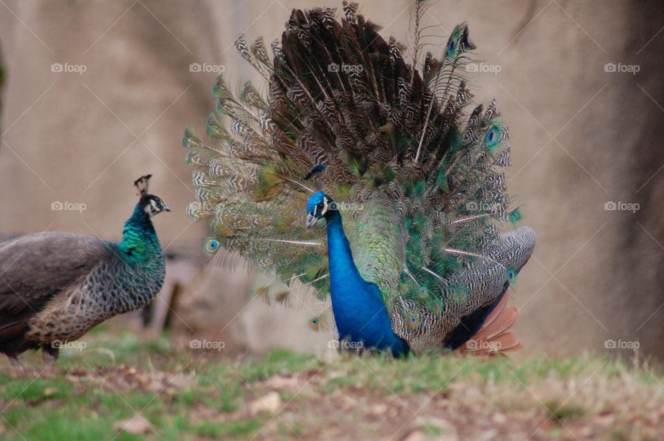Challenge. Peacock challenging another peacock