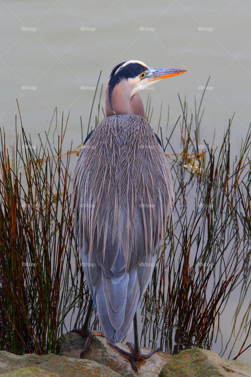 Close-up of a great blue heron