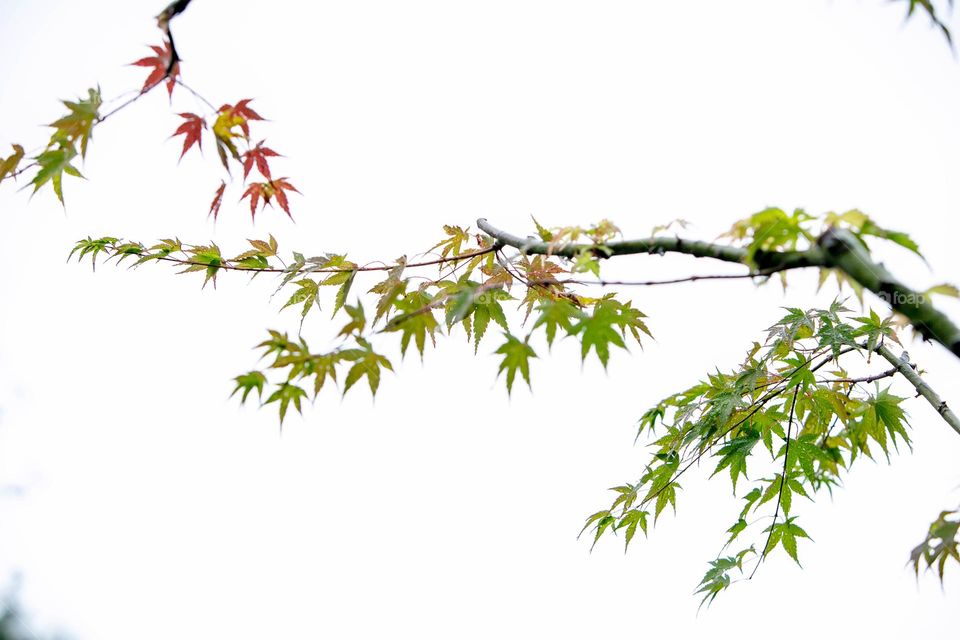 Rain drops on maple leaf