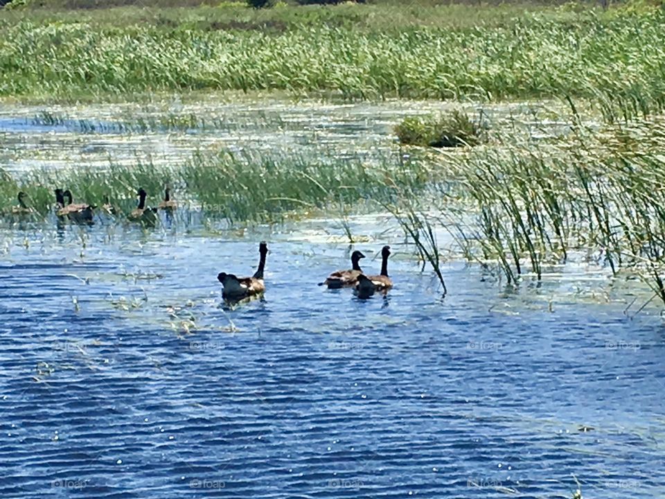 Groups of Canadian geese glide across the calm waters of Bowley Pond on Prince Edward Island, their graceful movements creating ripples under the soft light of the afternoon sky. The serene landscape enhances the peaceful scene.