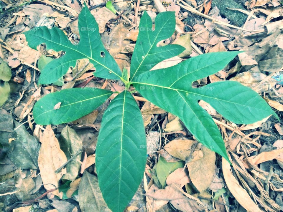 Leaf