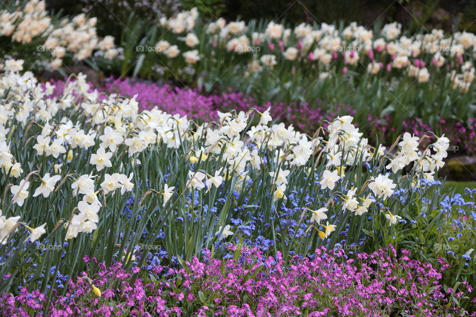 Spring flowers 