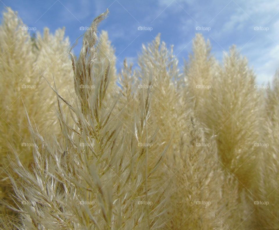 Cortaderia Selloana Pumila, Pampas Grass, closeup