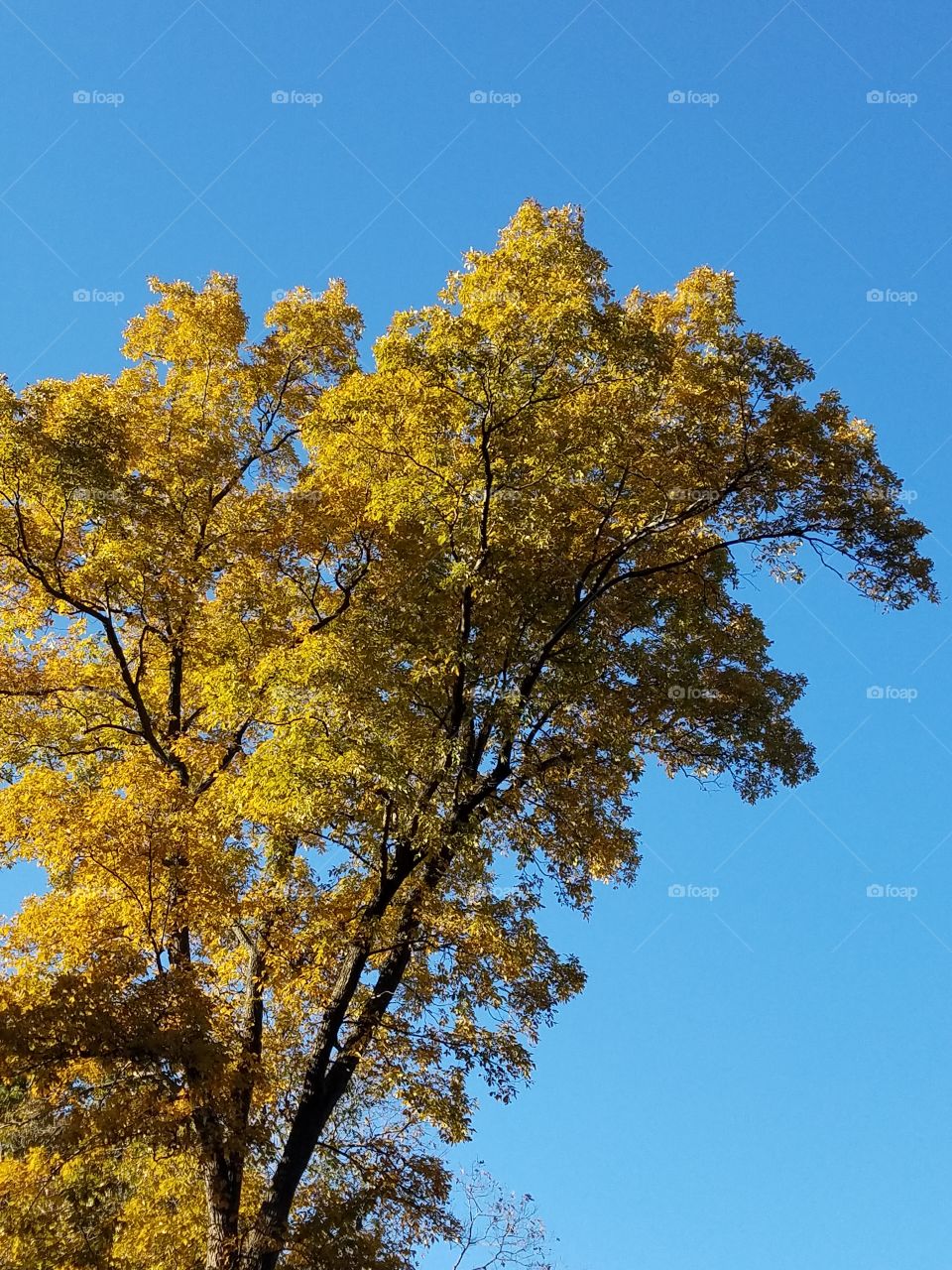 Autumn colors against a blue sky!!
