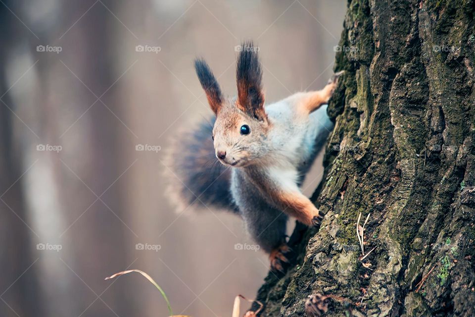 Close-up of a squirrel climbing a tree in the forest. The squirrel is brown and white with large eyes, furry ears, and a bushy tail