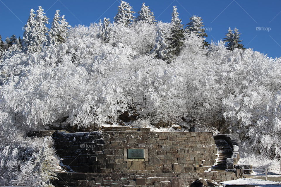 Snow trees in the forest