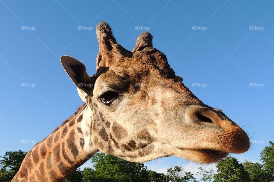 Giraffe zoo encounter