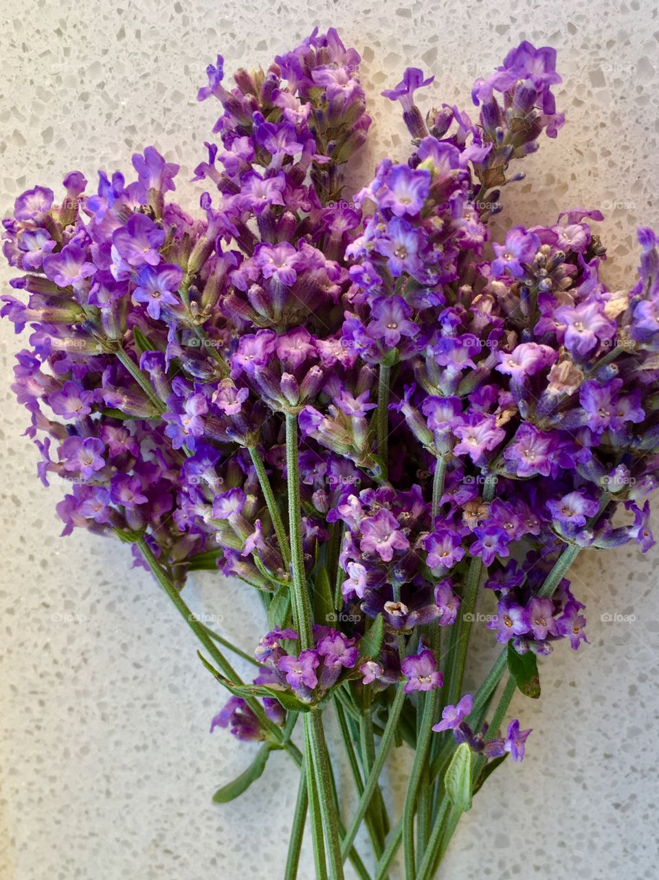 My lavender