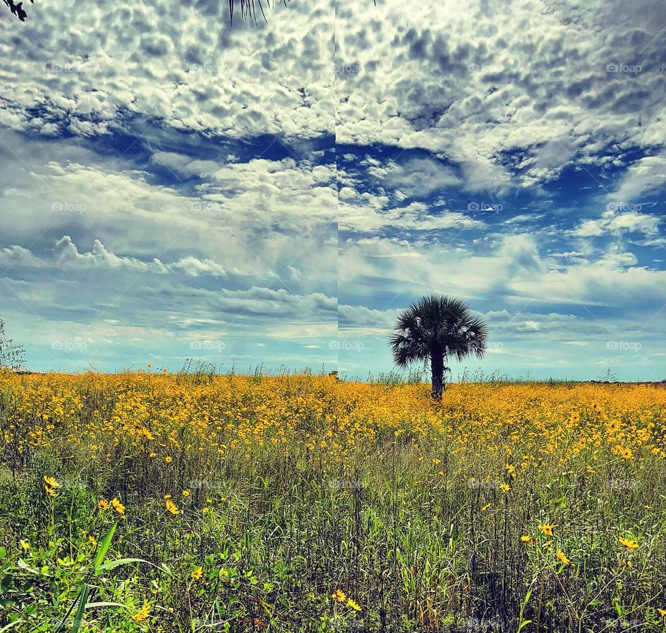 Single palm tree standing in a field of yellow daisies underneath a blue sky with white clouds 