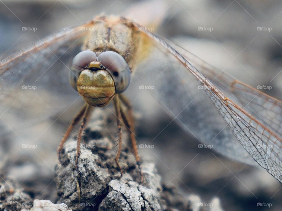 Dragonfly sitting on the ground 