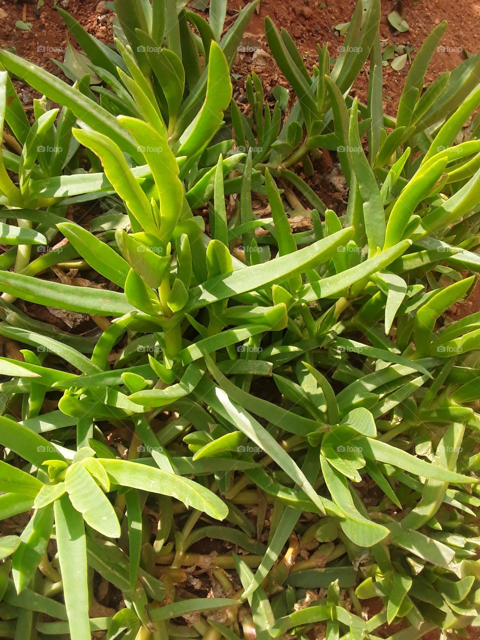 An all seasons plant with rich roots.It needs a very good care and watering.