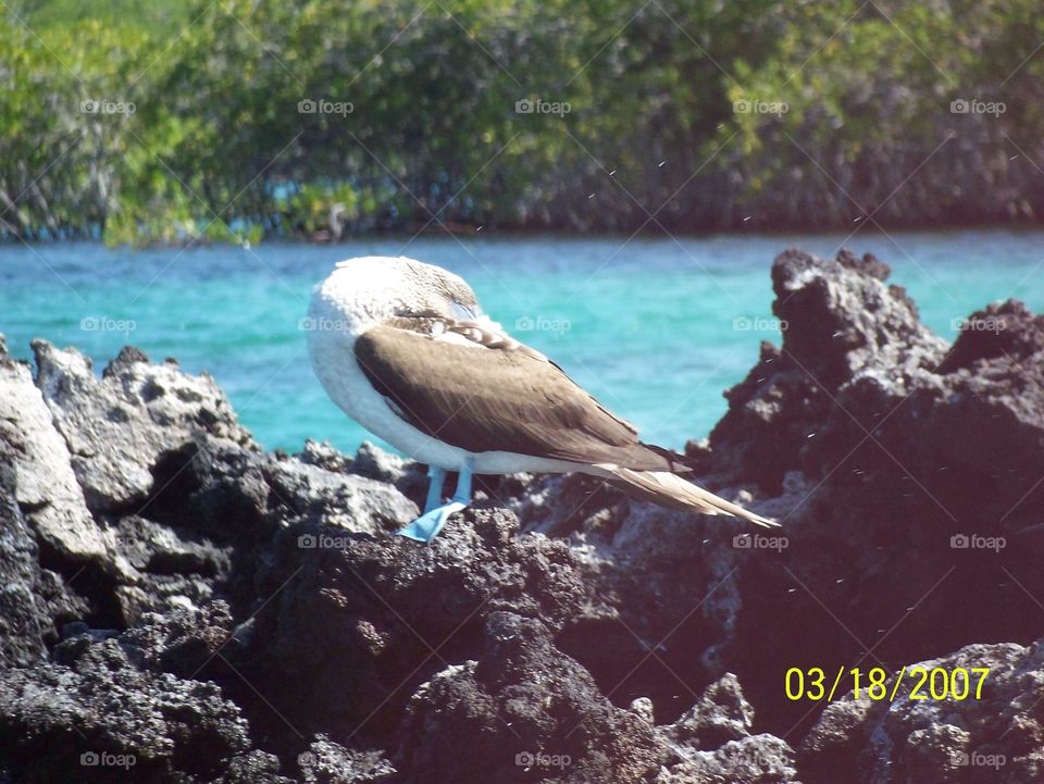 Blue footed boobie 