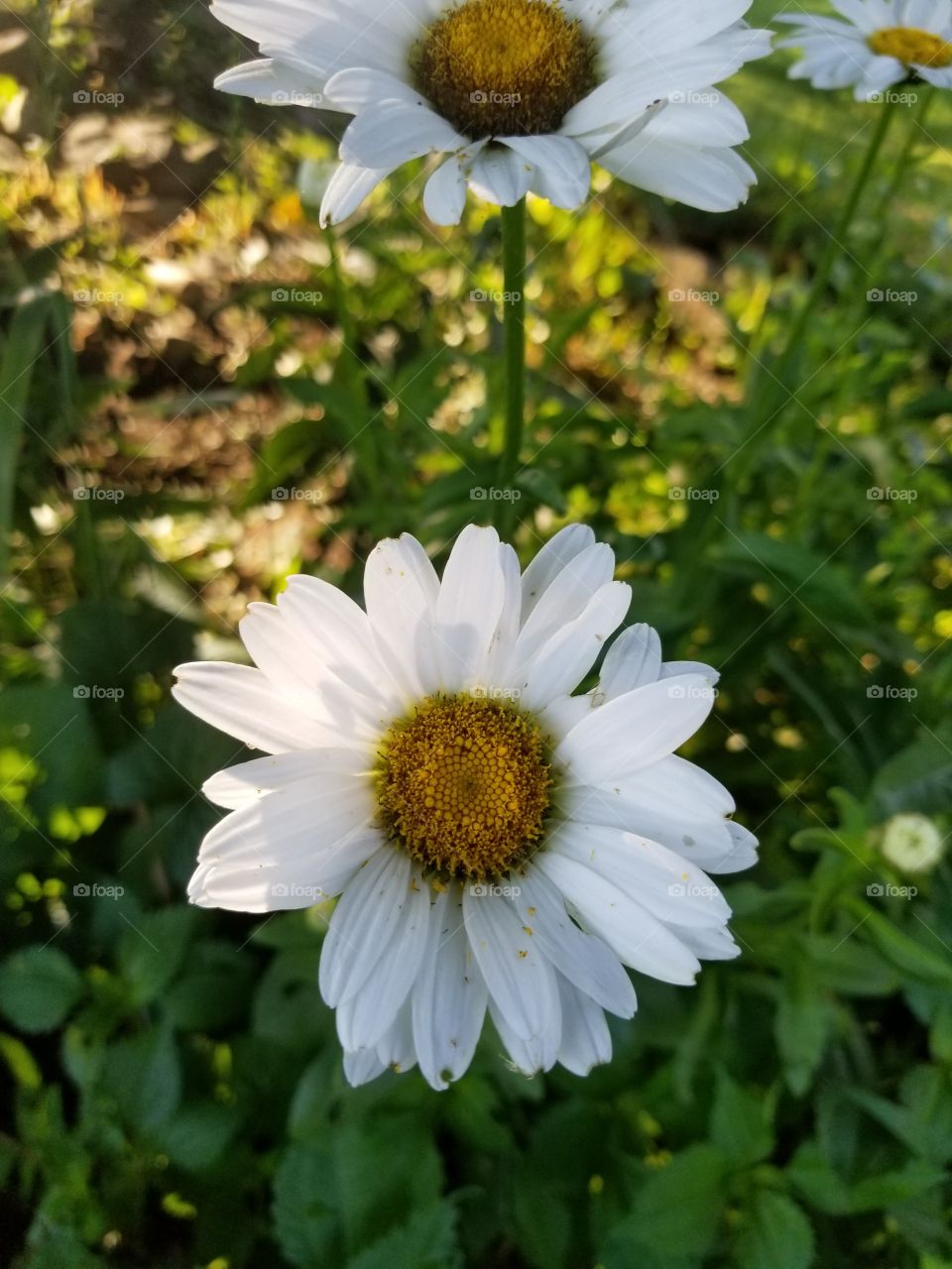 Nature, Flower, Flora, Summer, Garden