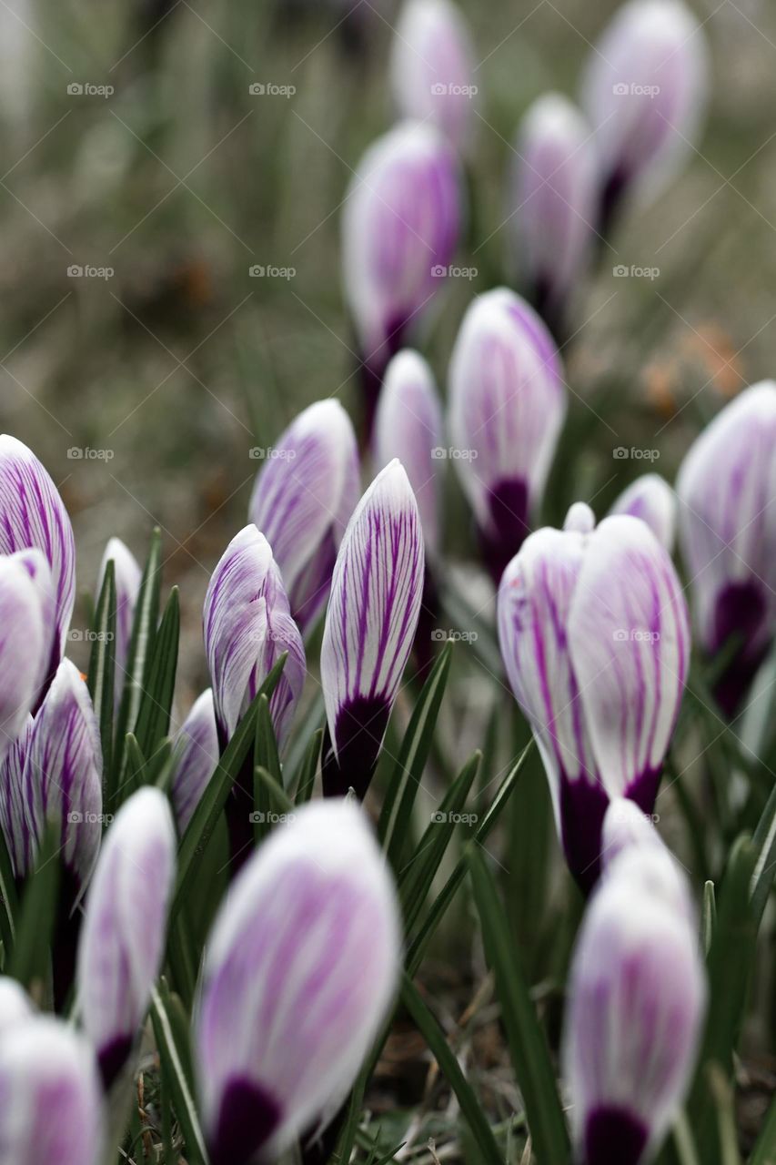 Close up or macro of spring flowers 
