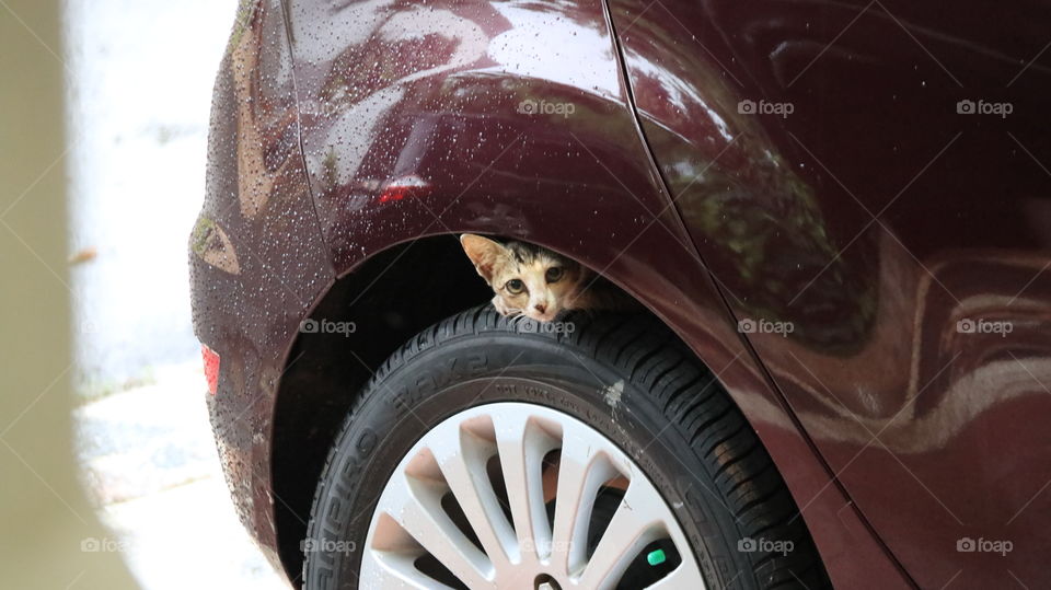 Hi there! Happy kitty is back