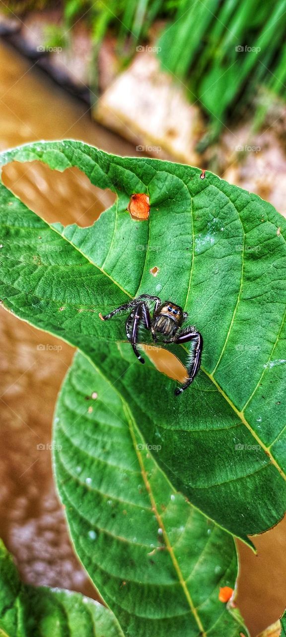 Black spider is on a green leaf