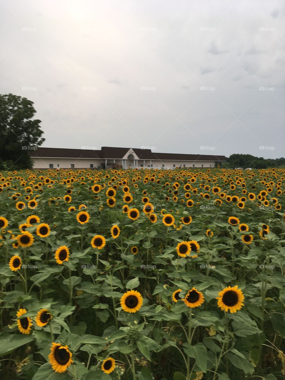 A field of beautiful sunflowers.