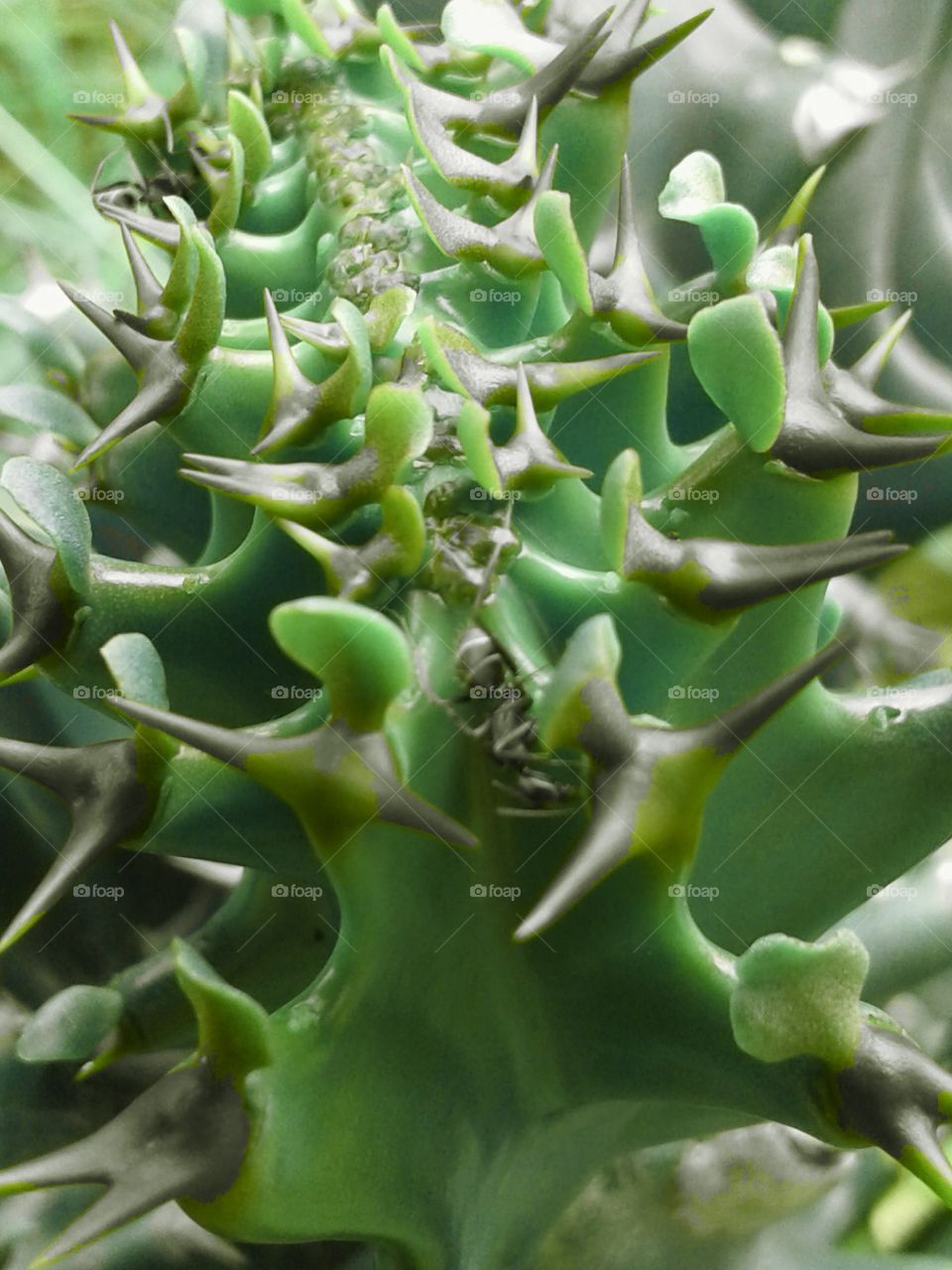 greenish cactus with ant enjoying green cover