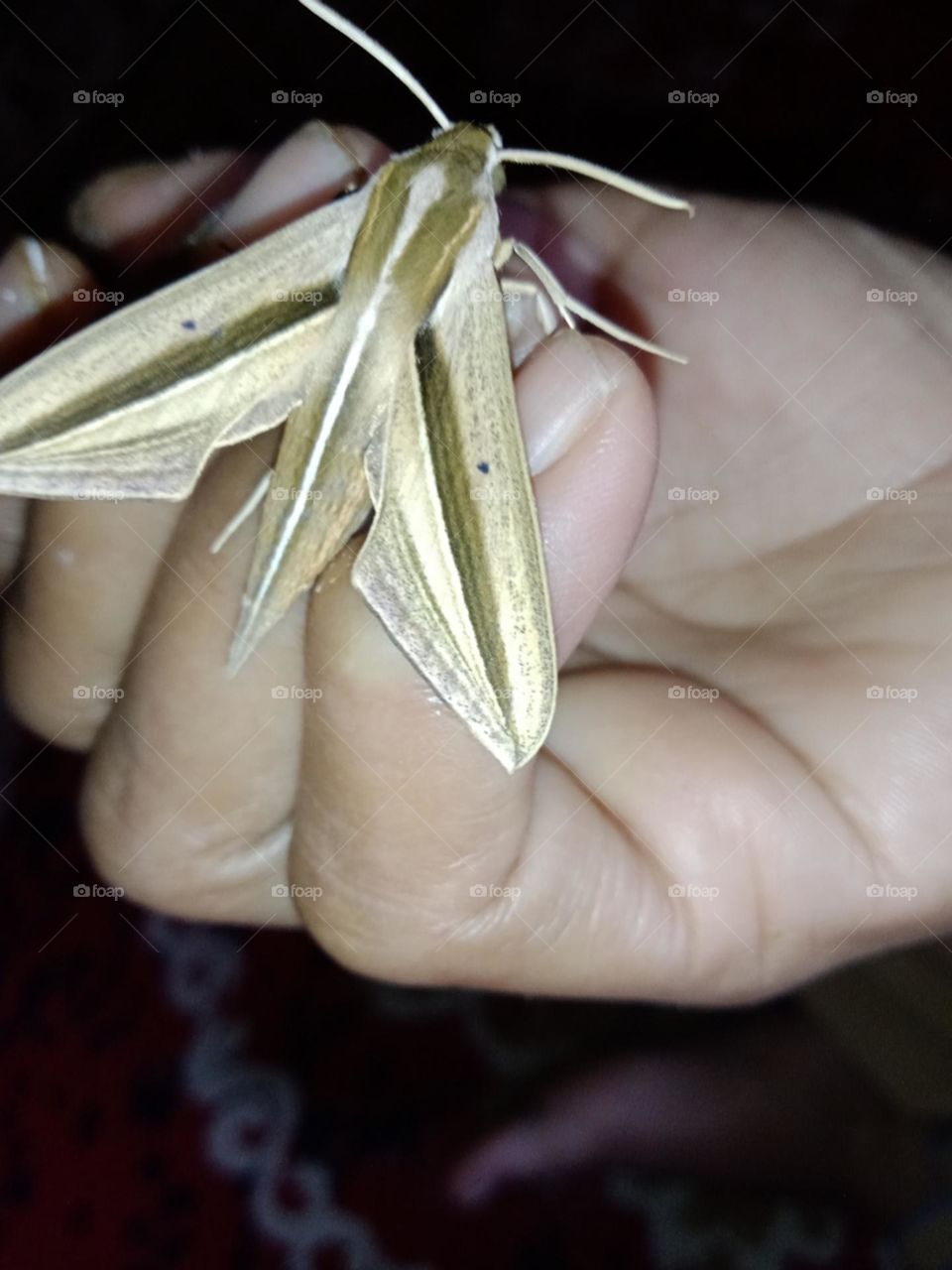 Your Best Macro shot