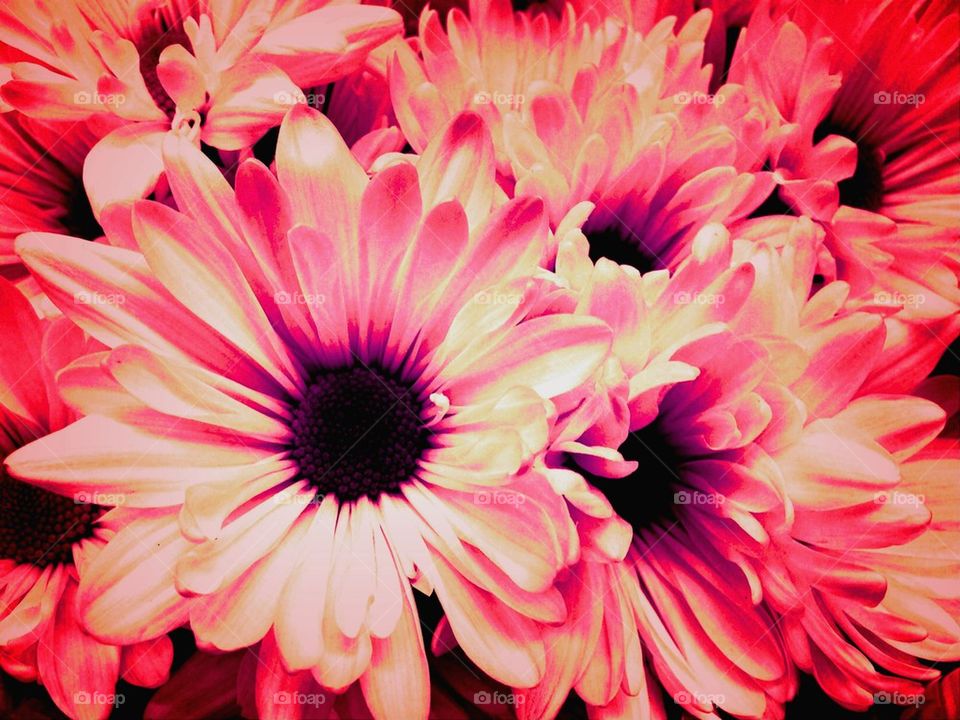 Pink daisies