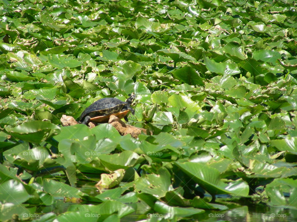 Sunbathing turtle